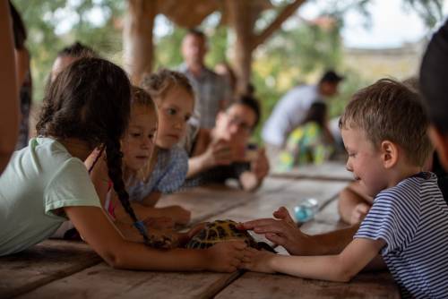 Dzieci dotykają żółwia, siedząc przy stole, żół chodzi po stole