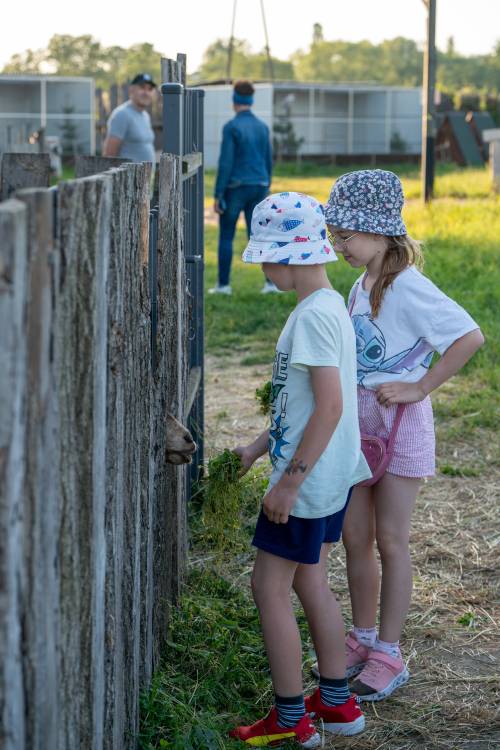 Dwoje dzieci karmi kozę przez płot.