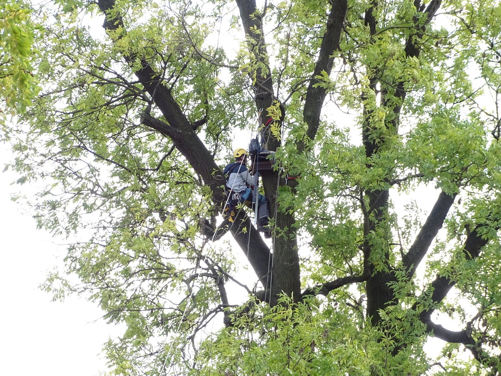 Kolejna wizyta Stowarzyszenia Dla Pustułek i Jerzyków w naszym mieście zakończona sukcesem!