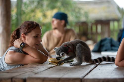 Kobieta przygląda się lemurowi, który siedzi na stole i je banana
