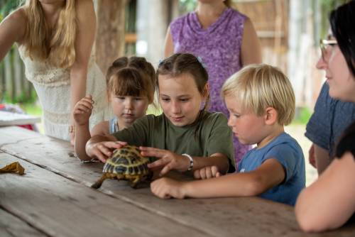 Dzieci dwie dziewczynki i chłopiec przyglądają się żółwiowi, który chodzi po stole