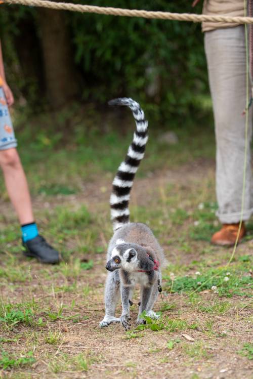 Lemur stoi na trawie