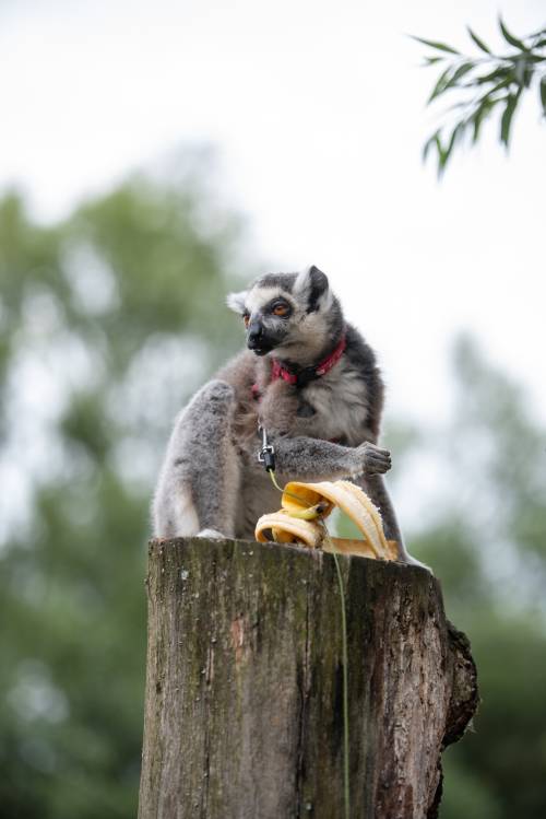 Lemur siedzi na pieńku i je banana