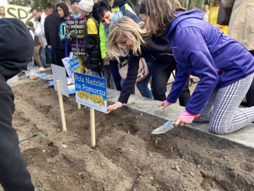 Zdjęcie przedstawia sadzenie żonkili w Pruszczu Gdańskim na inauguracji wydarzenia Pola Nadziei na Pomorzu 2024.