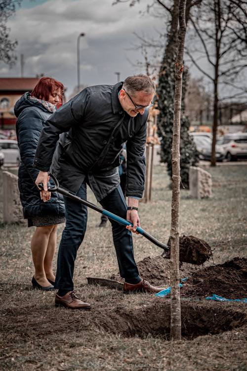 Mężczyzna zasypuje ziemią Drzewo pamięci.