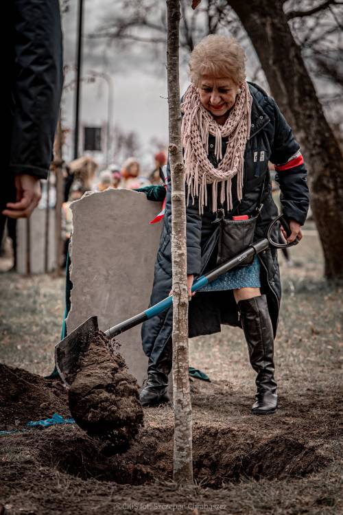 Kobieta zasypuje ziemią Drzewo pamięci.