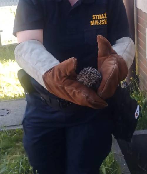Jeż na rękach strażniczki.