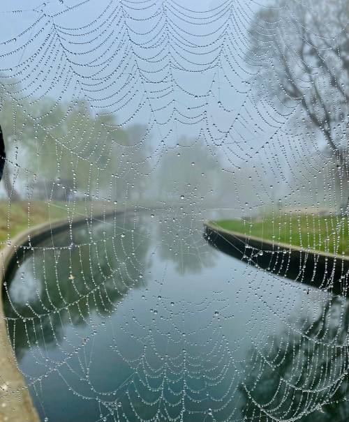 Kanał Raduni - widok przed pajęczynę.
