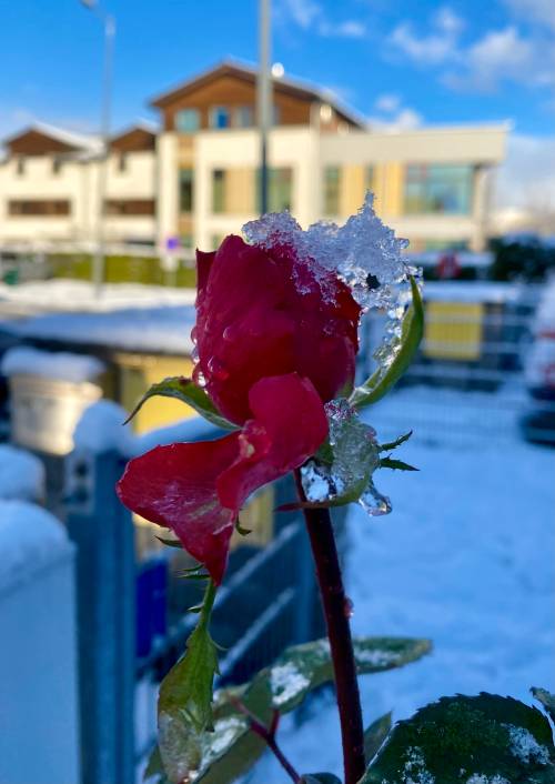 Zamarznięta róża.