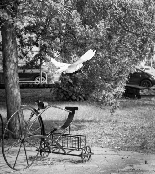 Ptak leci nad rzeźbą- rowerem - zdjęcie czarni-białe.