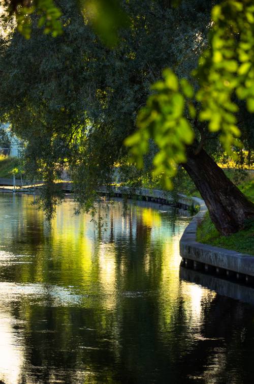 Kanał Raduni pod drzewami.