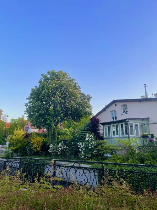 Kanał Raduni - drzewa i dom.