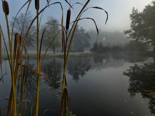 Widok na trzciny i zbiornik wodny