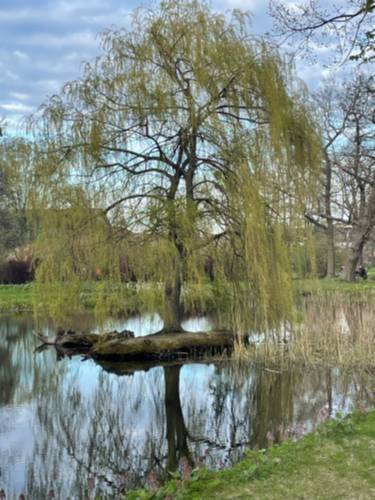 Drzewo otoczone wodą
