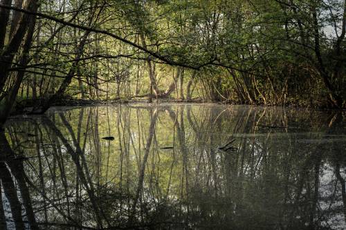 Widok na rzekę i rośliny